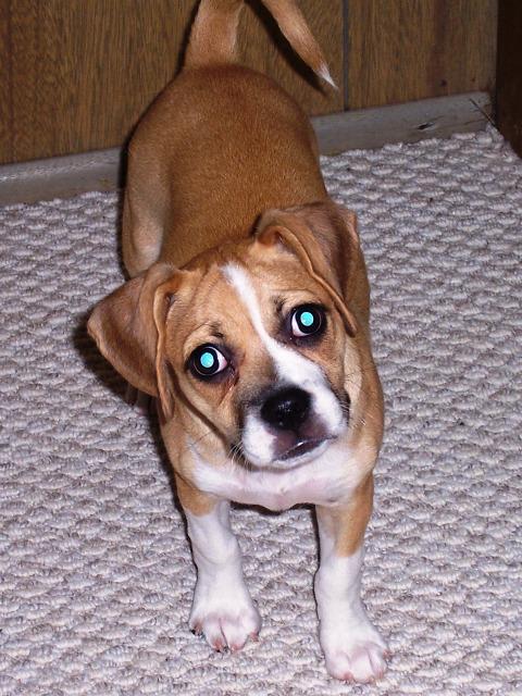 100_3108.JPG - Misty and Trevor's new puppy, Libby. She's a "Puggle" ... a Pug-Beagle mix