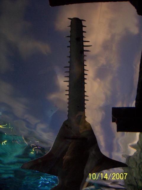 100_3193.JPG - One of the attractions is the underwater tunnel, where you can see fish like this sawfish.