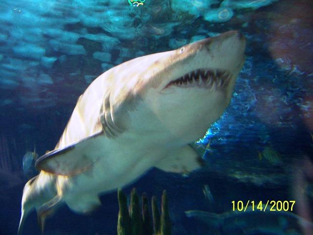 100_3199.JPG - We also got to see sharks close-up.
