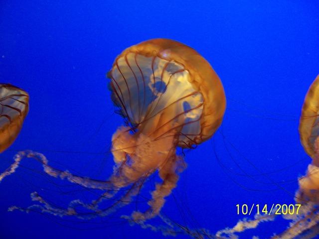 100_3219.JPG - The lighting in the aqarium highlighted each species nicely, as seen here at the jellyfish tank.
