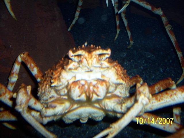 100_3223.JPG - The subject of "Deadliest Catch". Pam still won't try crab legs....