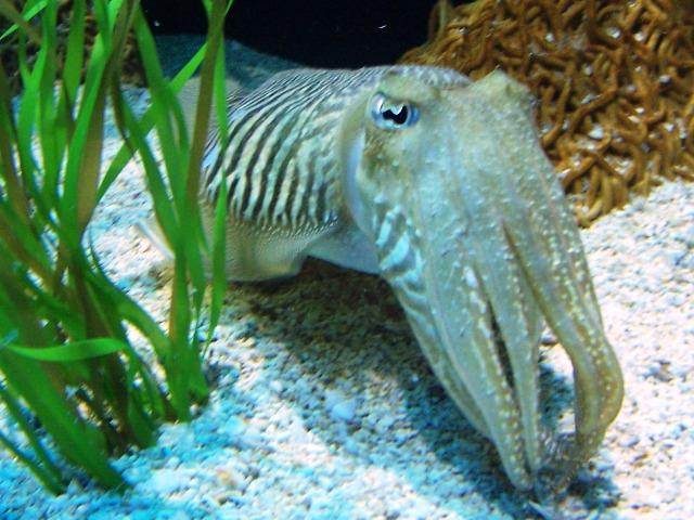 100_3224.JPG - This squid kept peeking out, then hiding again.