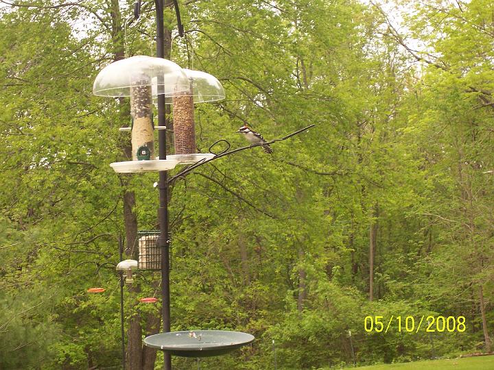 100_3616.JPG - Some of the birds at Jamie's feeder.