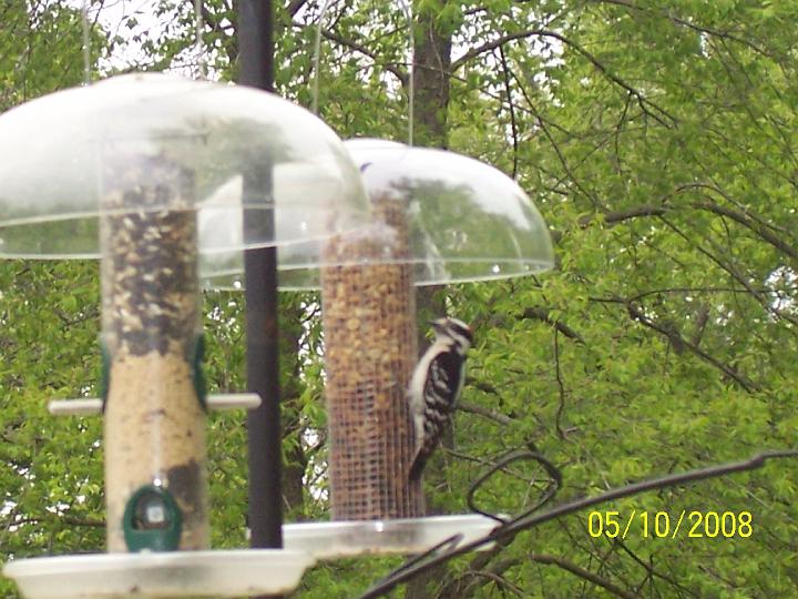 100_3617.JPG - Getting a close-up of the birds.
