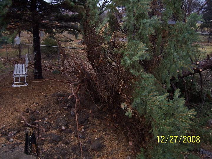 100_4382.JPG - On the Saturday after Christmas, we had a surprise windstorm that uprooted one of our spruce trees.  We were extremely lucky in that it barely touched our neighbor's house, damaging only a part of their gutter, and the chain link fence took most of the weight of the fall.