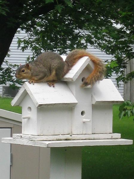 IMG_0518.JPG - Pam got this shot through the patio door.  As soon as she opens the door, he's down and gone!